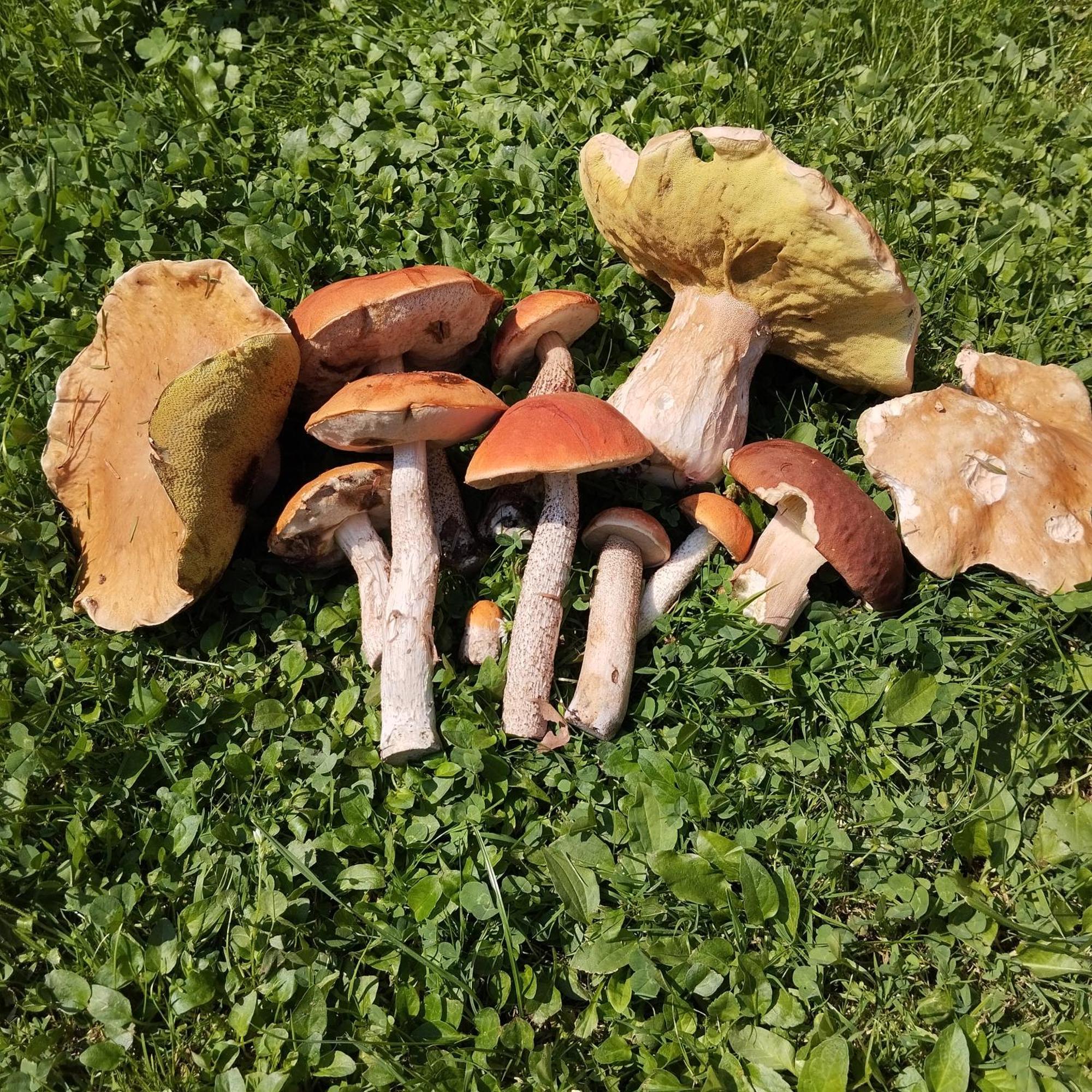 Agroturystyka Chata Za Wsia Uscie Gorlickie Extérieur photo
